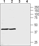 MCT3 Blocking Peptide