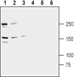 Anti-Human ABCB1/MDR1 Antibody