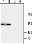 Anti-ABCB4/MDR3 Antibody