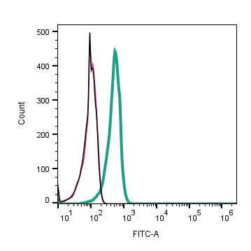 Anti-P2X5 Receptor (extracellular) Antibody