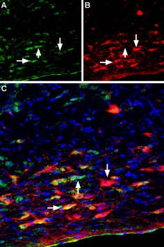 Mouse Anti-Rat p75 NGF Receptor (extracellular) Antibody