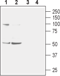 Anti-Nicotinic Acetylcholine Receptor α2 (CHRNA2) (extracellular) Antibody - Carrier Free