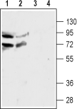 Nicotinic Acetylcholine Receptor α4/CHRNA4 (extracellular) Blocking Peptide