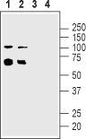 Anti-Nicotinic Acetylcholine Receptor α5 (CHRNA5) (extracellular) Antibody - Carrier Free