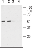 Nicotinic Acetylcholine Receptor α6/CHRNA6 (extracellular) Blocking Peptide