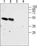 Nicotinic Acetylcholine Receptor α7/CHRNA7 (extracellular) Blocking Peptide