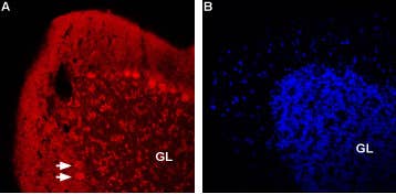 Anti-Nicotinic Acetylcholine Receptor β2 (CHRNB2) (extracellular)-ATTO Fluor-594 Antibody