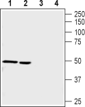 Nicotinic Acetylcholine Receptor α9/CHRNA9 Blocking Peptide