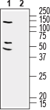 RIC3 Blocking Peptide