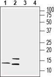 Anti-Lynx1 (extracellular) Antibody - Carrier Free