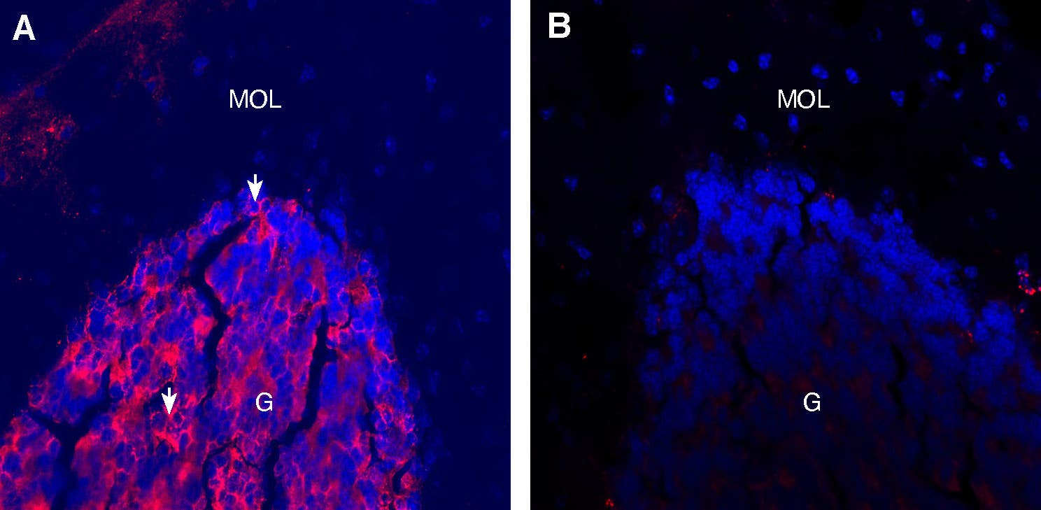 Guinea Pig Anti-Alpha 1 Na<sup>+</sup>/K<sup>+</sup> ATPase Antibody