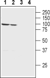 Alpha 1 Na+/K+ ATPase Blocking Peptide