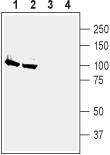 Anti-Alpha 2 Na<sup>+</sup>/K<sup>+</sup> ATPase Antibody - Carrier Free