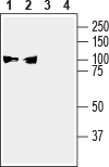 Alpha 3 Na+/K+ ATPase Blocking Peptide