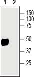 β 2 Na+/K+ ATPase (extracellular) Blocking Peptide