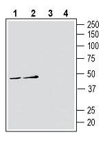 ATP1B3 (extracellular) Blocking Peptide