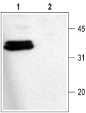 Anti-Syntaxin 1 Antibody