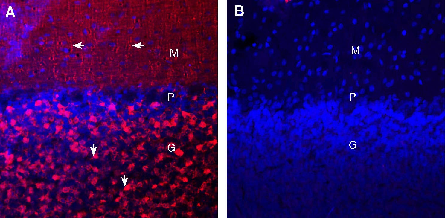 Guinea Pig Anti-Synaptotagmin-1 (SYT1) Antibody