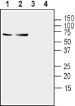 Synaptotagmin-1/SYT1 Blocking Peptide