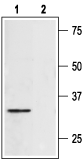 Syntaxin 4 Blocking Peptide