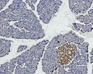 Anti-Syntaxin 4 Antibody