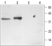 Syntaxin 3 Blocking Peptide
