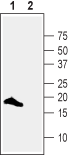 Anti-VAMP-2 Antibody