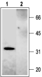 Syntaxin 2 Blocking Peptide