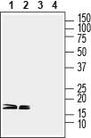 Anti-CPLX1/2 Antibody - Carrier Free