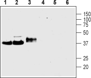 Anti-Synaptophysin Antibody - Carrier Free