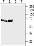 Synapsin I/SYN1 Blocking Peptide