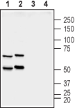 Synapsin II/SYN2 Blocking Peptide