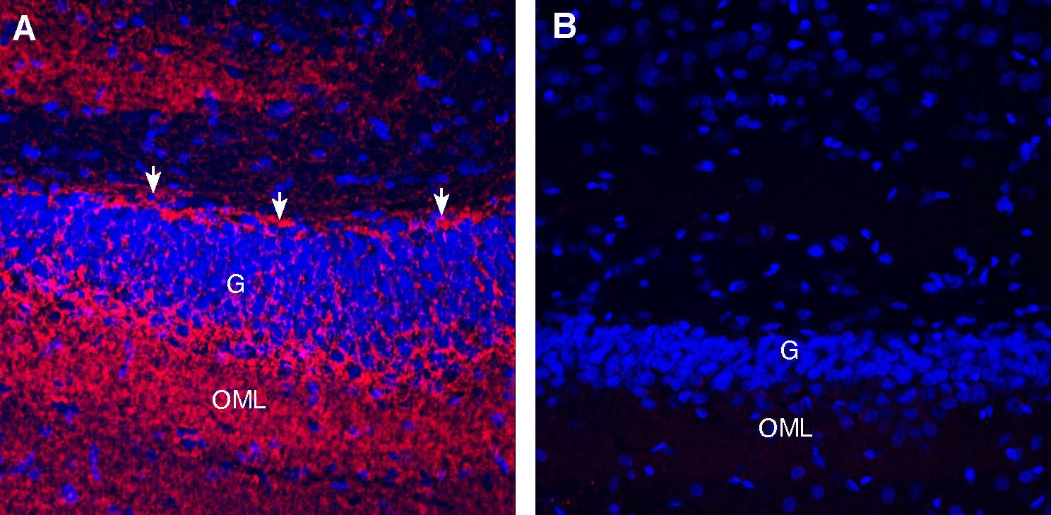 Guinea Pig Anti-GAP43 Antibody