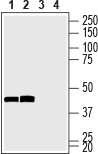 GAP43 Blocking Peptide