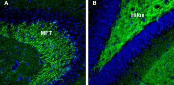 Anti-Synapsin III (SYN3) Antibody