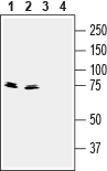 Synapsin III/SYN3 Blocking Peptide