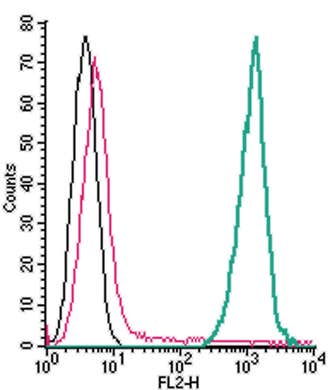 Anti-TREM2 (extracellular)-PE Antibody