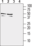 TREM2 (extracellular) Blocking Peptide