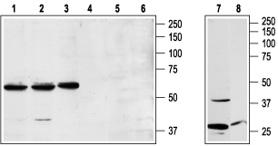 NPY1R Blocking Peptide