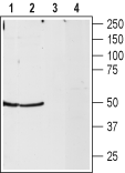 NPY2R Blocking Peptide