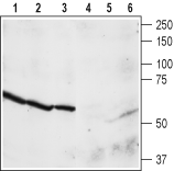 NPY4R Blocking Peptide