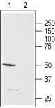 NPY5R Blocking Peptide