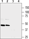 NPY1R (extracellular) Blocking Peptide