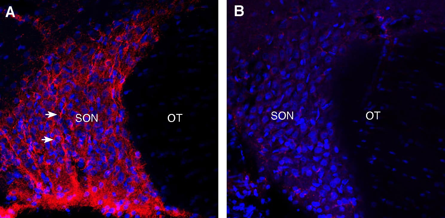 Anti-Neuropeptide S Receptor (extracellular) Antibody