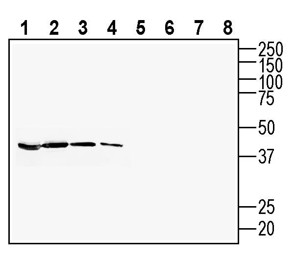 Anti-Neuropeptide S Receptor (extracellular) Antibody - Carrier Free