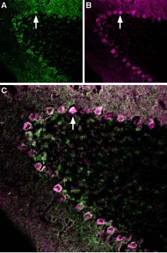 Anti-GABA(A) ε Receptor (GABRE) (extracellular)-ATTO Fluor-633 Antibody