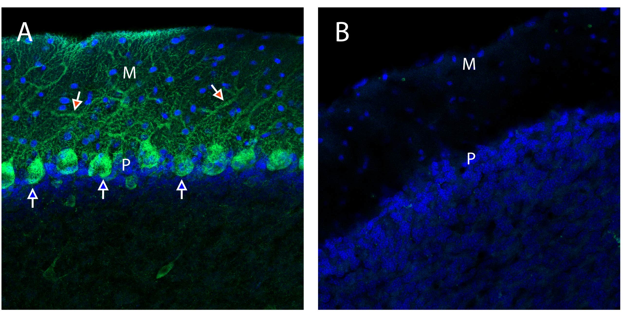 Anti-Neurexin 1α (extracellular) Antibody