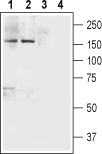 Anti-Neurexin 1α (extracellular) Antibody - Carrier Free