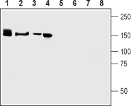 Neurexin 3α (extracellular) Blocking Peptide