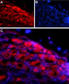 Anti-Neuroligin 1 (extracellular) Antibody